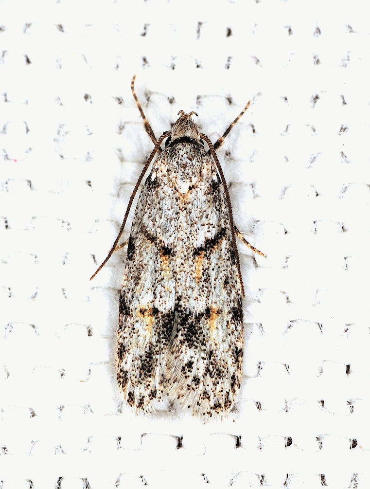 Autostichidae: Symmoca signatella
